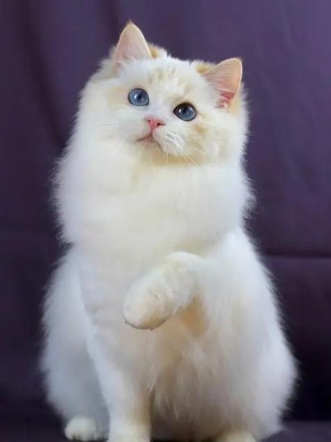 激稀有猫有什么好处
