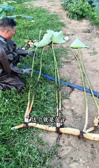 莲藕短视频贴吧