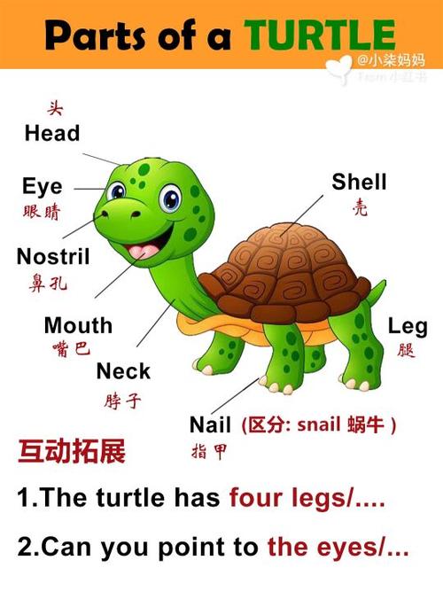 乌龟 英文