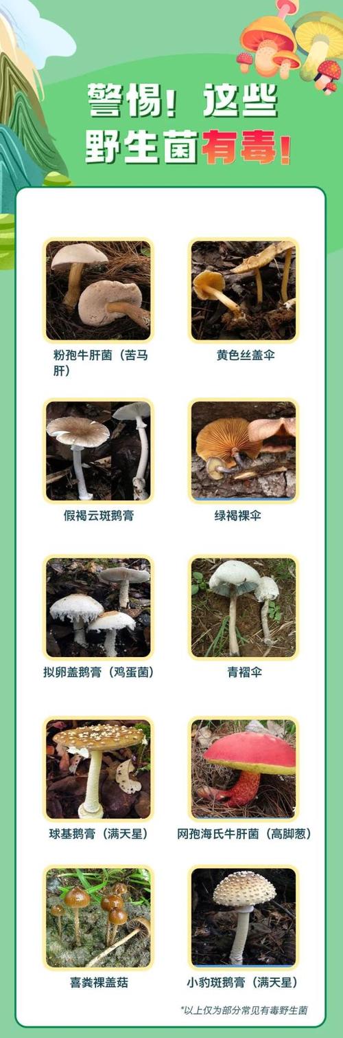 如何识别蘑菇是否有毒