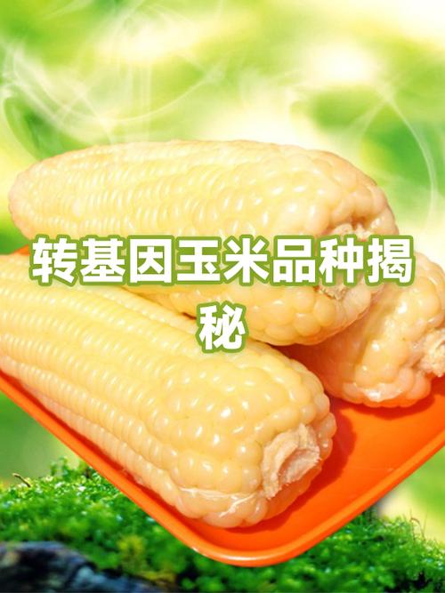 软玉米是不是转基因