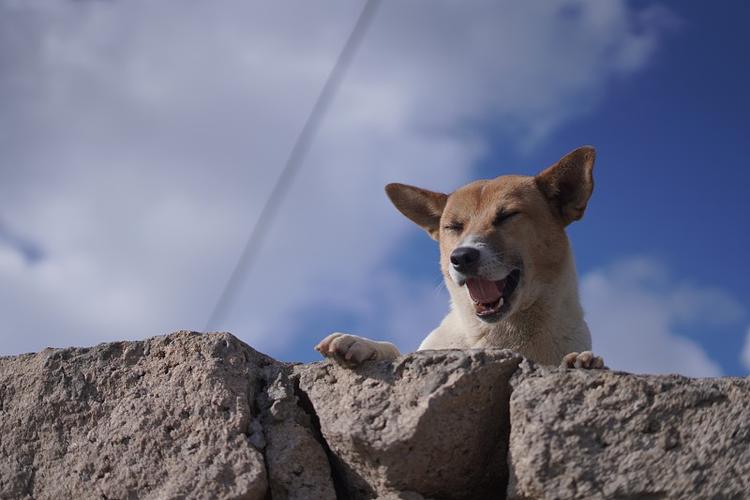 笑天犬