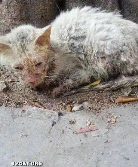捡到流浪猫是什么预兆截图