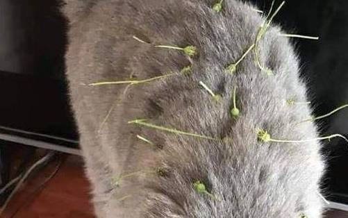 刺猬猫且账户不变