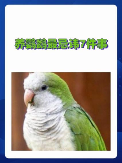 养鹦鹉的10大忌游戏截图