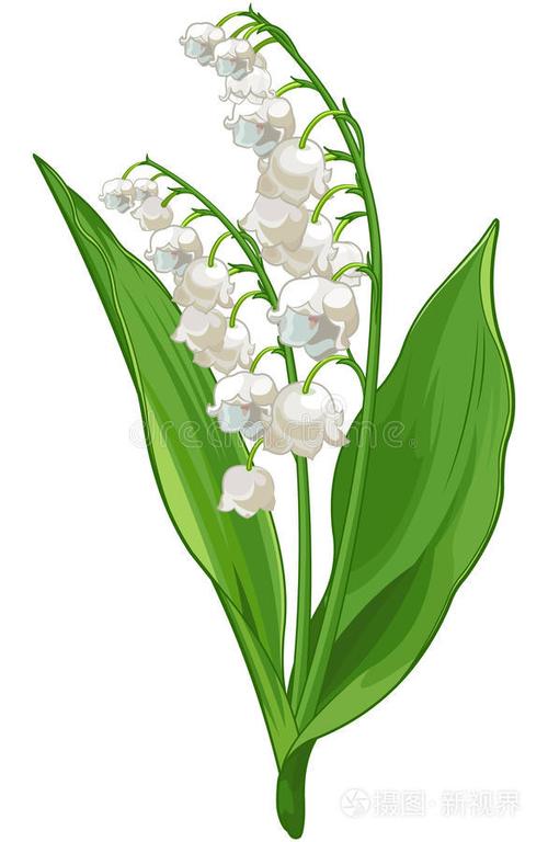 铃兰花oc素材