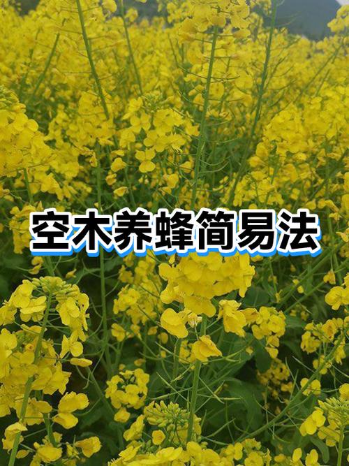 养蜂入门技巧
