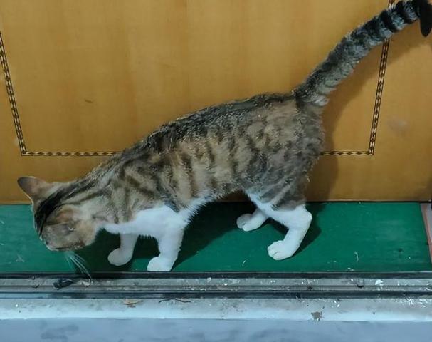 猫上门不走暗示什么截图