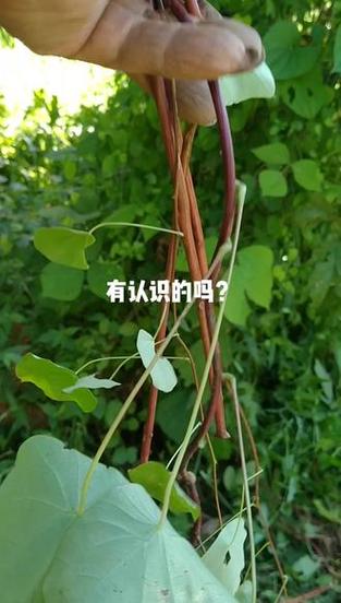 50块钱没有金线怎么办图标