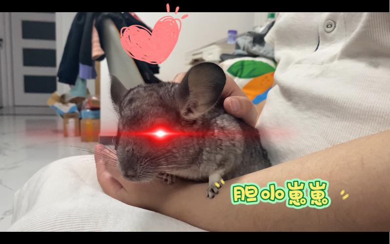 训练龙猫上手