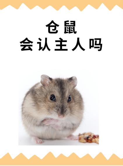 仓鼠会认主吗