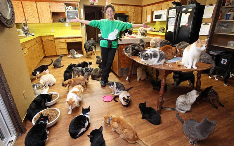规模养猫场