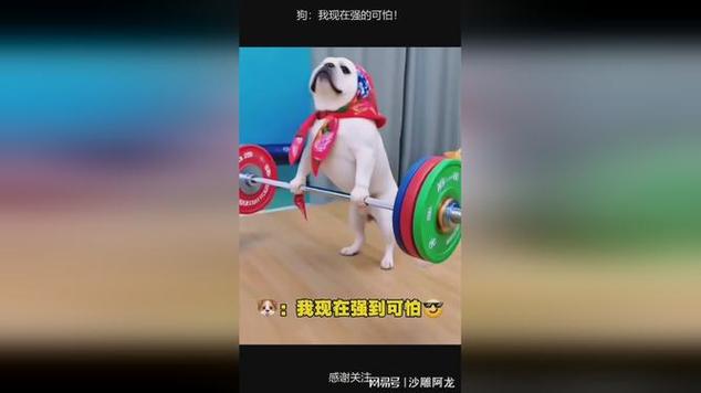 我的宠物超级厉害