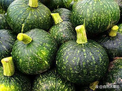南瓜学名是什么图标