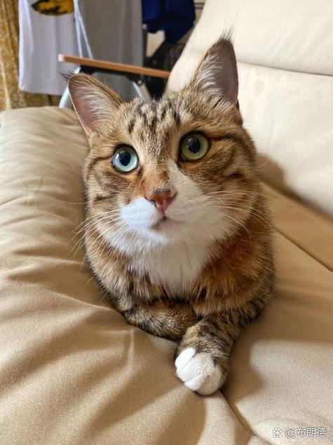 资源猫正版免费下载