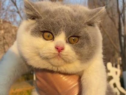 母猫会发腮吗缩略图