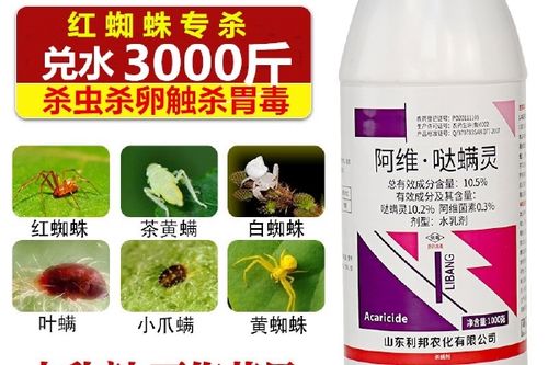 杀蜘蛛用什么药游戏截图