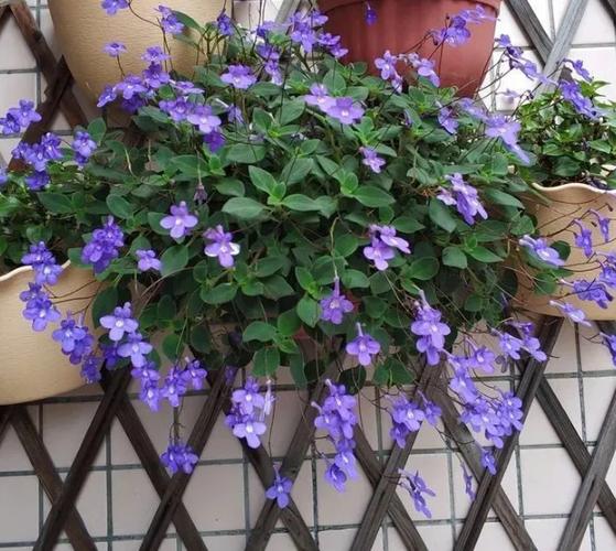 海豚花有毒吗