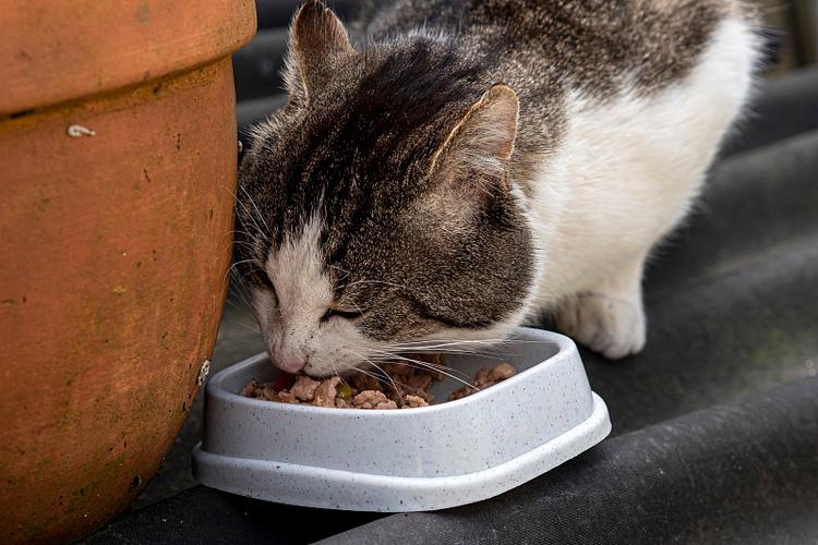 虎斑猫最爱吃三种东西缩略图