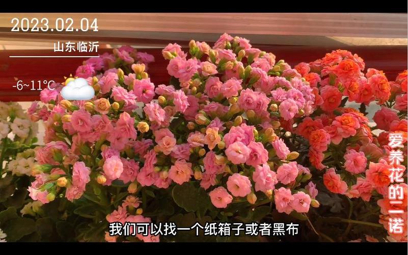 爱养花的二诺最新视频