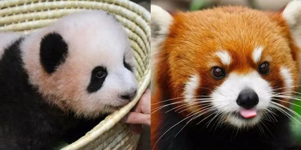小熊猫与大熊猫区别