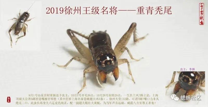 顶级蛐蛐虫王图片