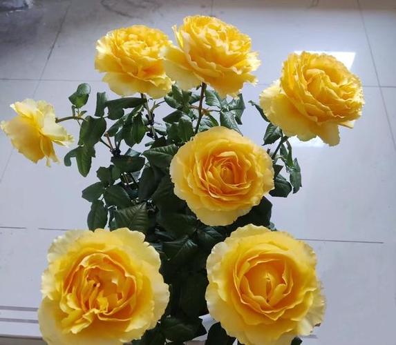 月季花的用处