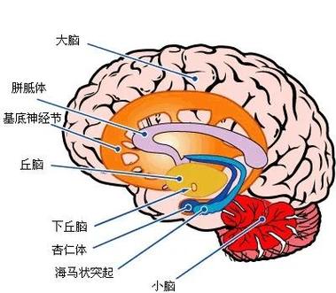 大脑兴奋快速方法