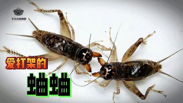 蟋蟀打架的原因