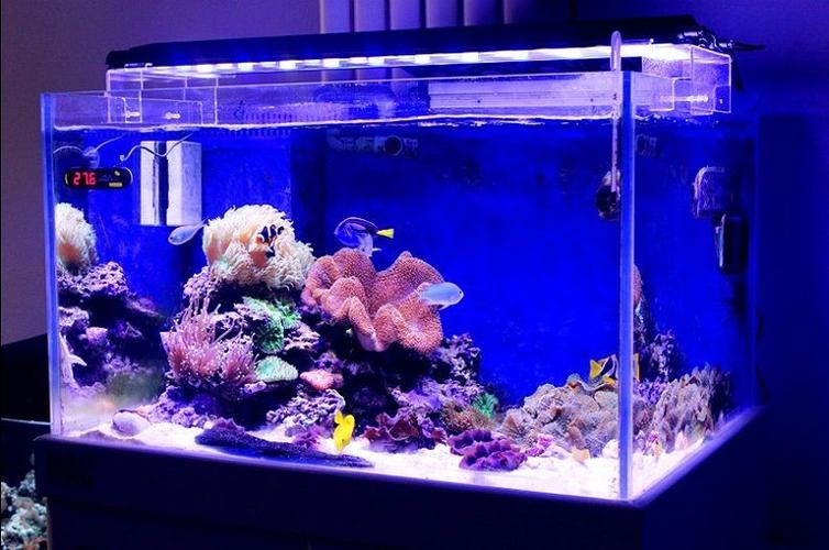 鱼缸里养植物第一名截图