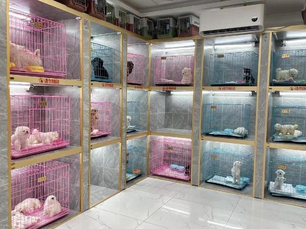 回收猫咪的宠物店