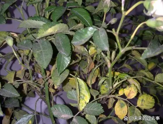玫瑰花叶子发黄是怎么回事