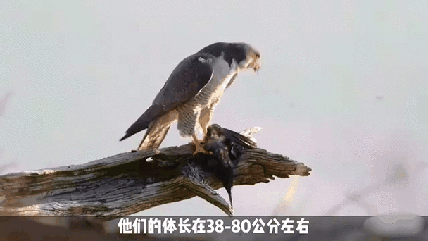 猛禽战力排名