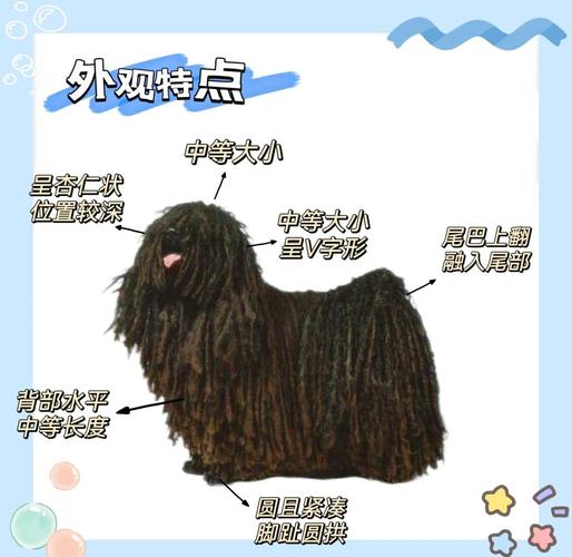 bobdog属于什么档次