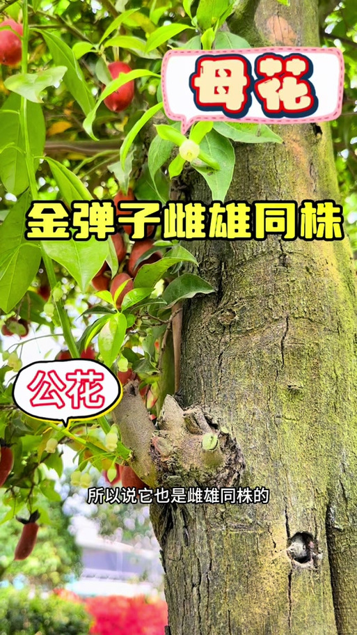 植物雌雄异株