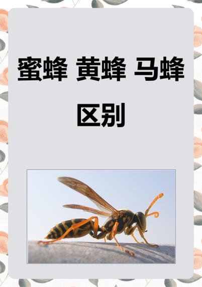 黄蜂和蜜蜂和马蜂的图片