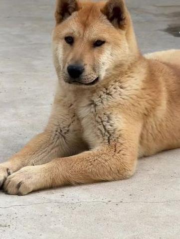 广西土狗性格温顺吗