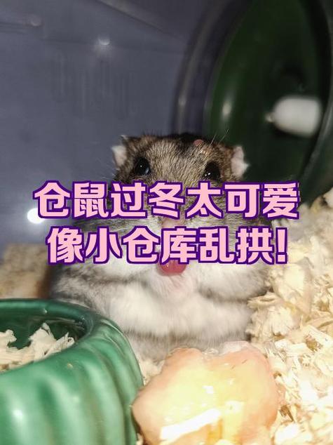 仓鼠缩成一团发抖