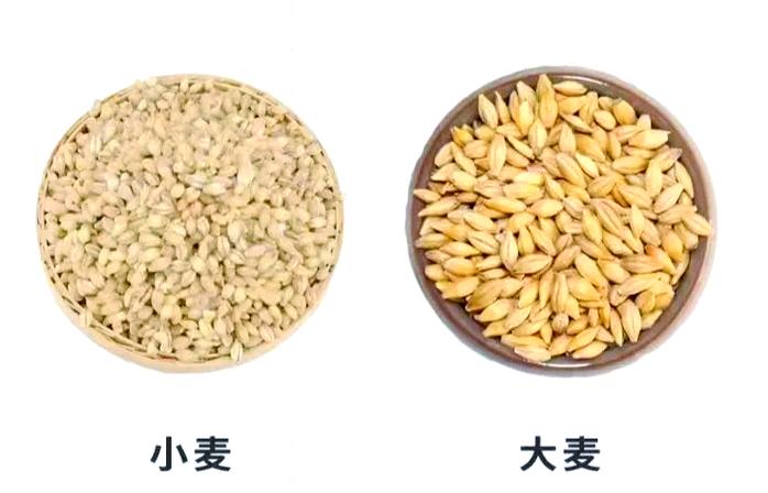 大麦啤酒和小麦啤酒口感