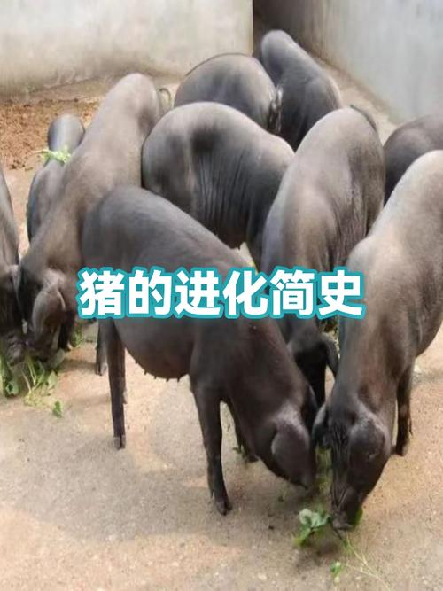 猪的起源及历史缩略图