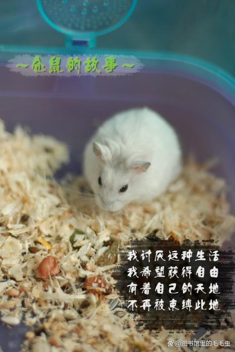 仓鼠丢了找回来的妙招
