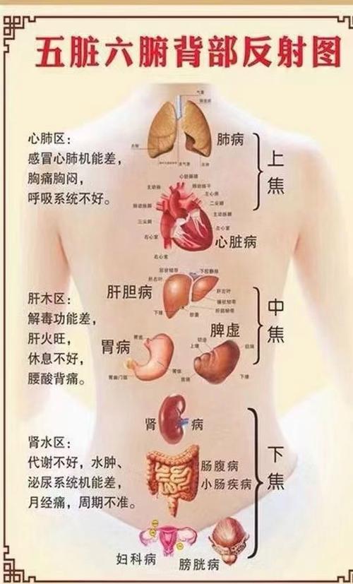 五脏疼痛的位置图片缩略图