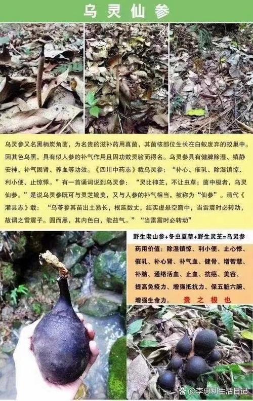 草药大全的功效与作用