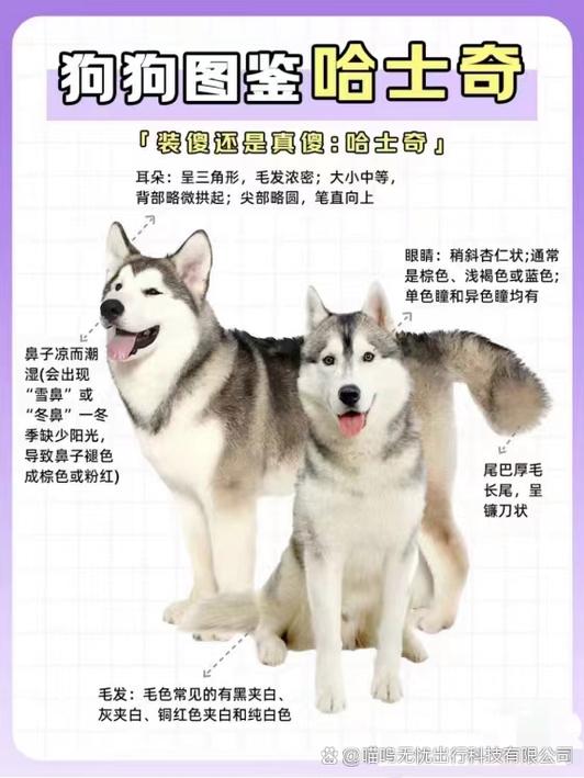 哈士奇狗的特点是什么图标
