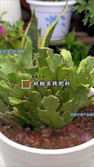 什么花不能用硫酸亚铁施肥