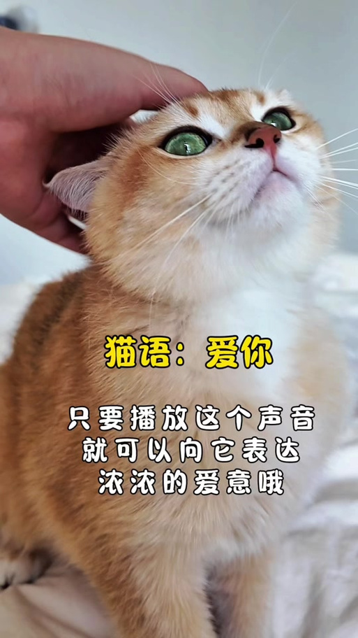 小猫叫声吸引猫图标