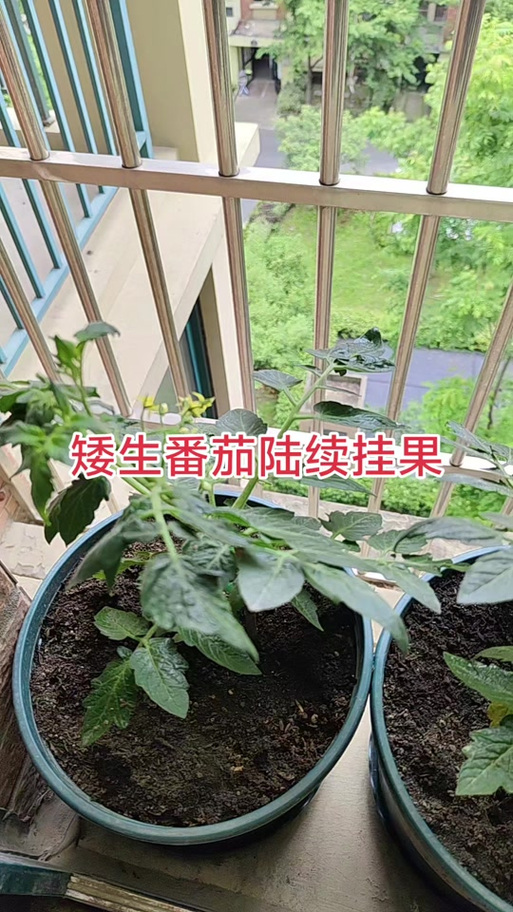 黑番茄怎么知道成熟了