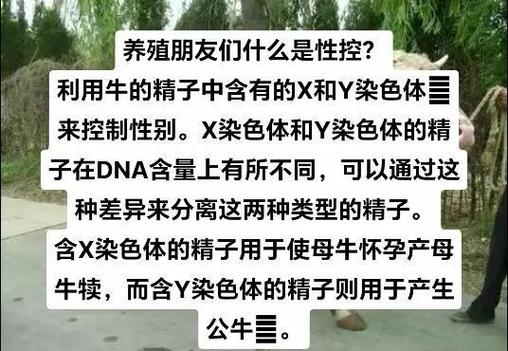 怎么辨别母牛有没有犊