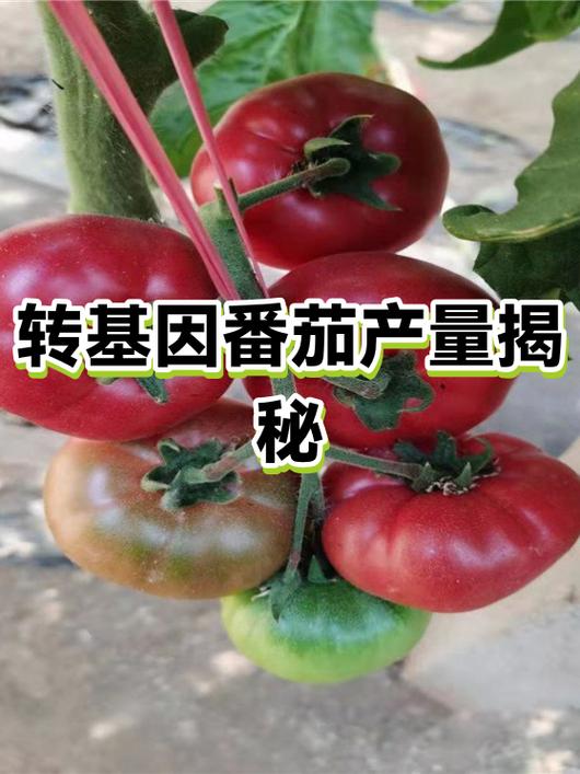 番茄转是真的吗