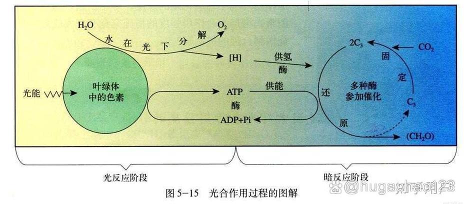 暗反应包括那两个阶段缩略图